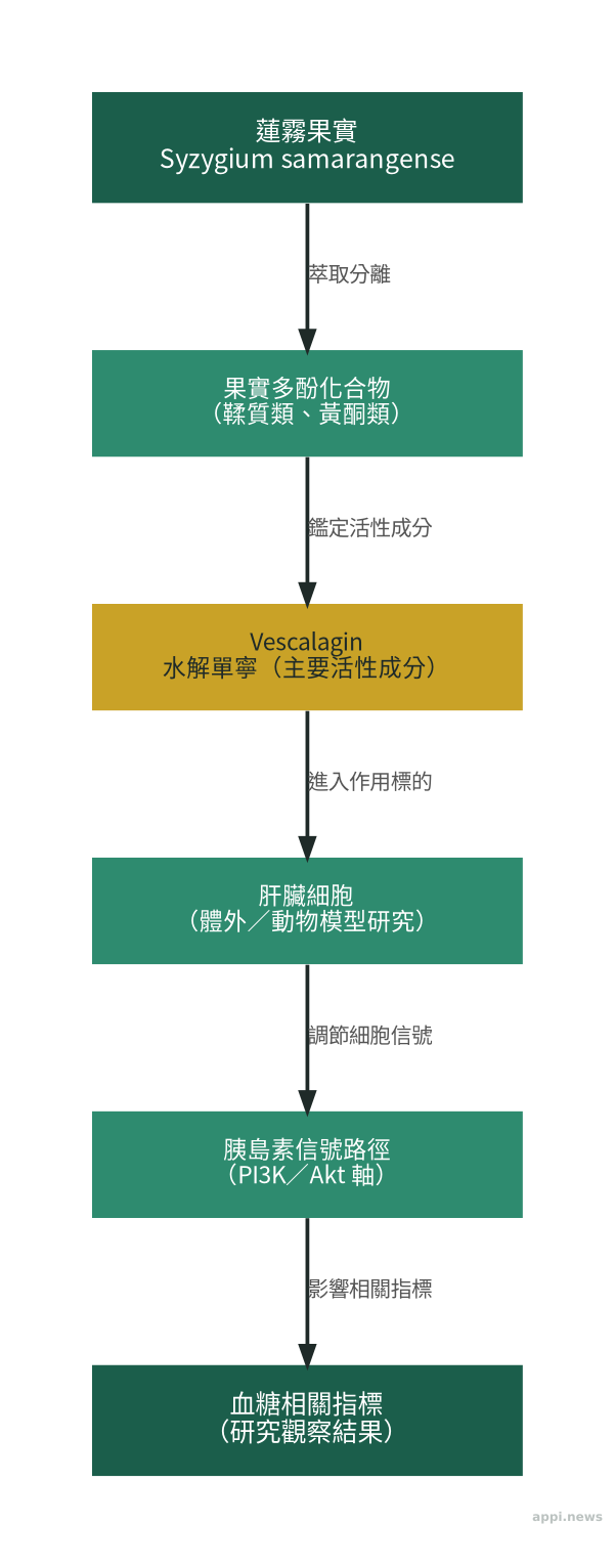 蓮霧活性多酚化合物 vescalagin 作用機轉示意：從蓮霧多酚到改善肝臟胰島素信號的流程