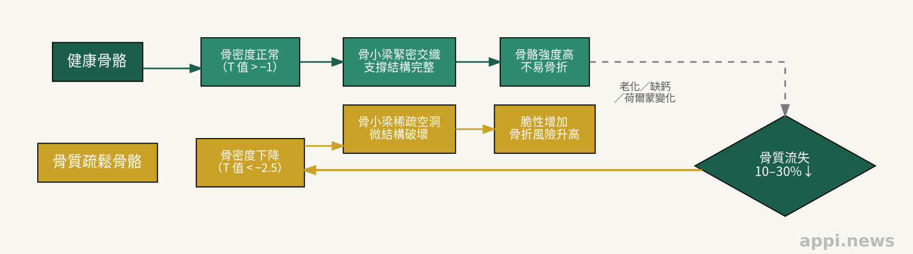 正常骨骼與骨質疏鬆骨骼的橫截面對比：健康骨骼骨小梁緊密，骨質疏鬆骨骼骨小梁稀疏空洞