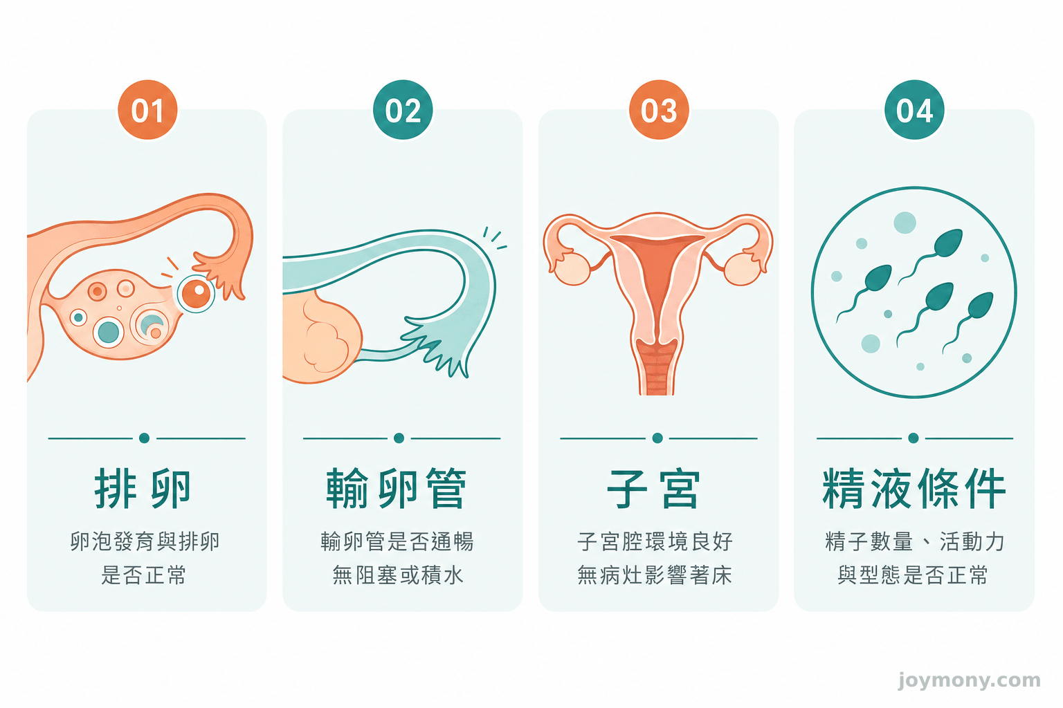 排卵、輸卵管、子宮與精液條件四個生育評估環節